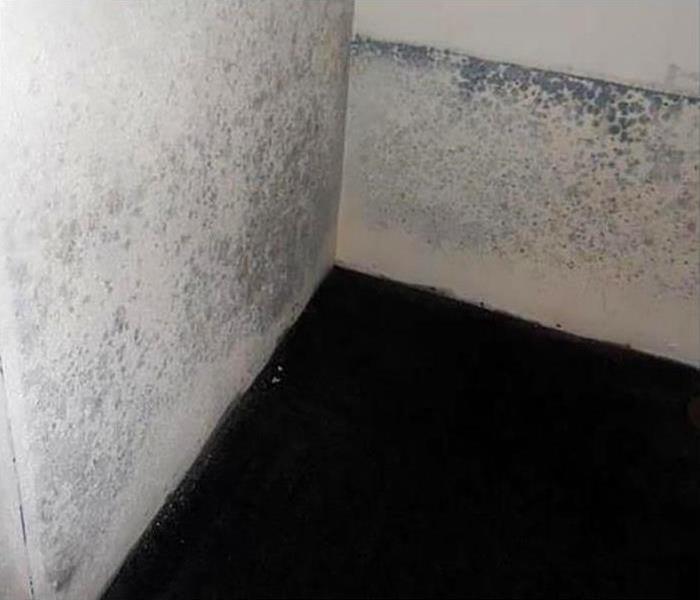 mold growing in home