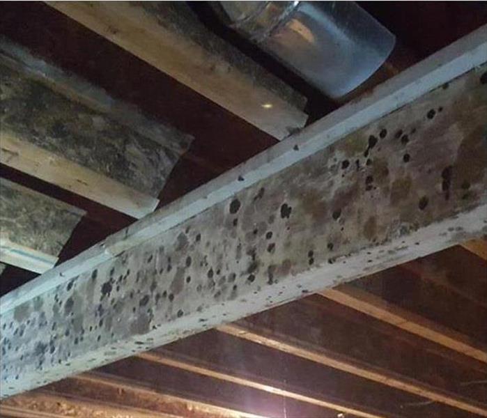 support beams in a crawlspace with spotted mold growth