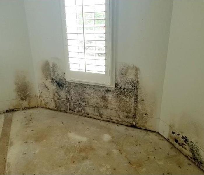 Mold damage on a wall in a room 