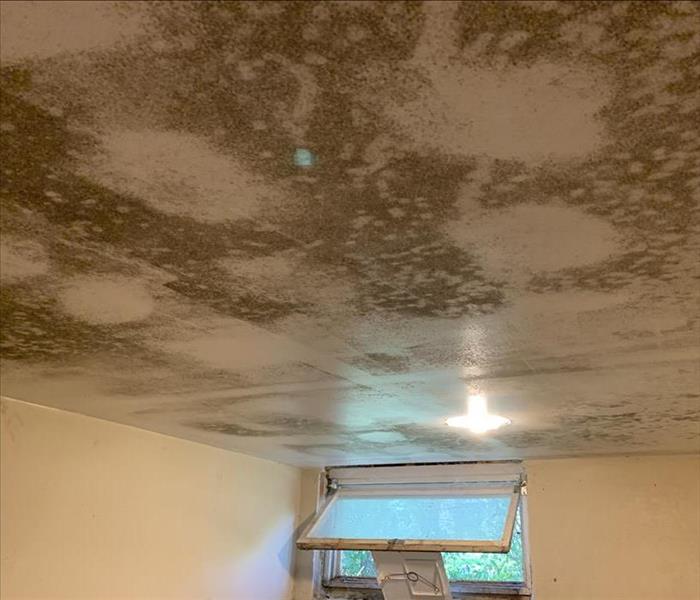 Extensive Greenish Brown Mold Growths on Ceiling