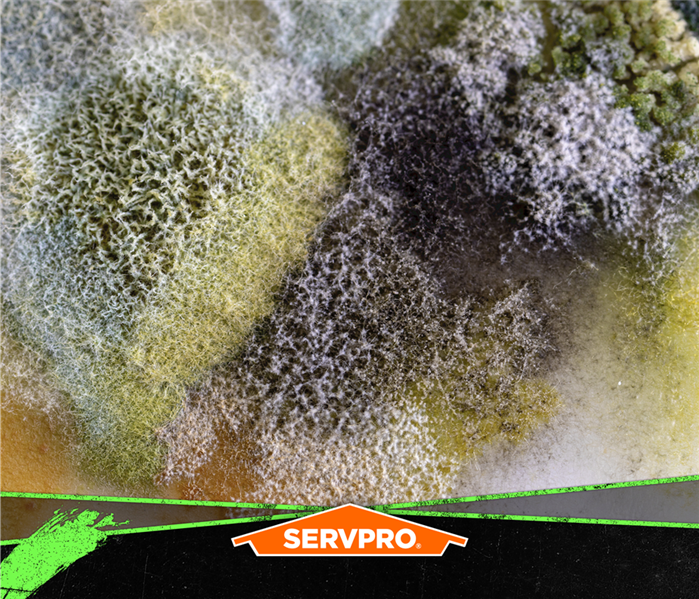 mold fuzzy servpro poster