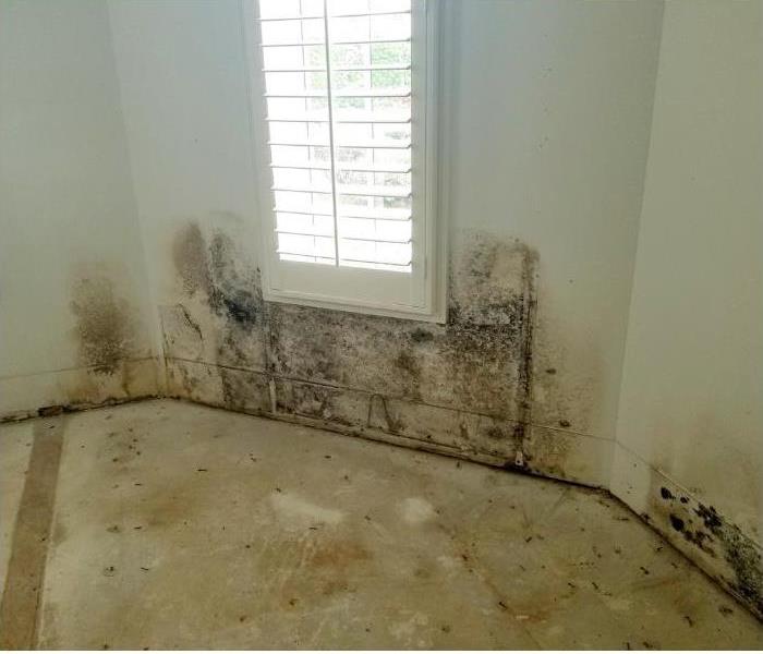Extensive mold damage on a wall under a window