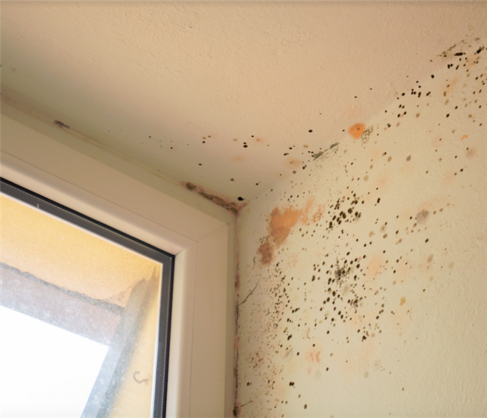 mold growing in the corner of a room by a window