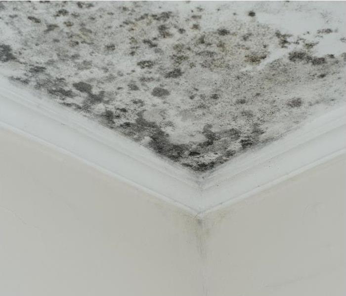 mold growth on the ceiling
