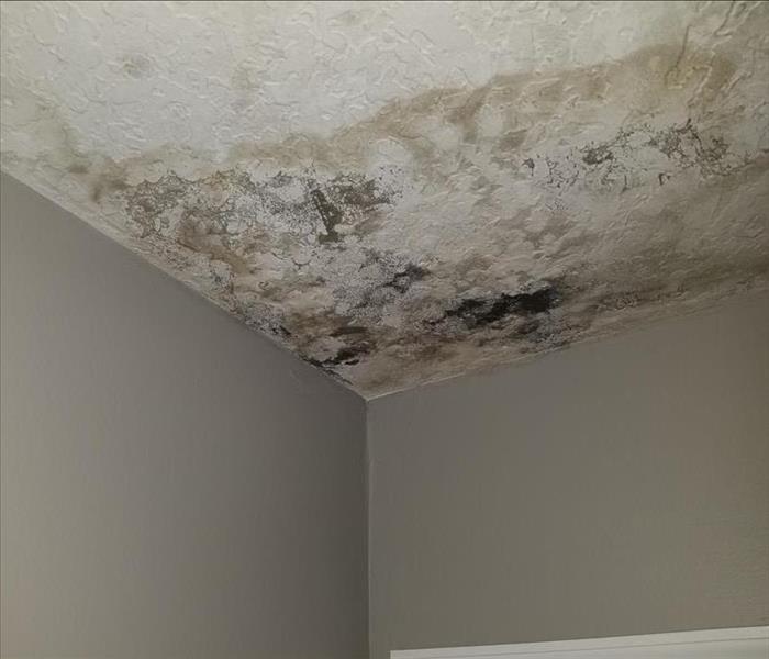 mold growing on a ceiling