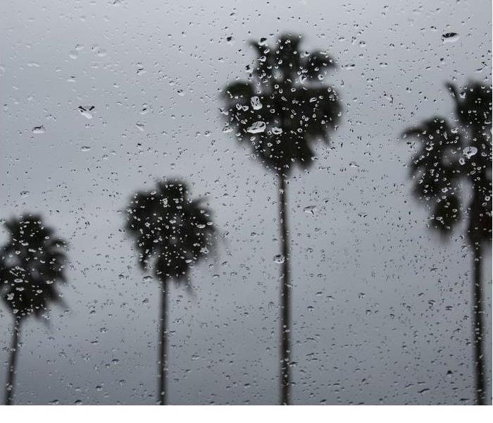 looking up at tops of palm trees in heavy rain