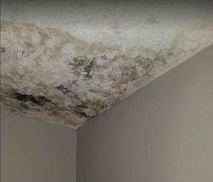 heavy mold and water damage on ceiling