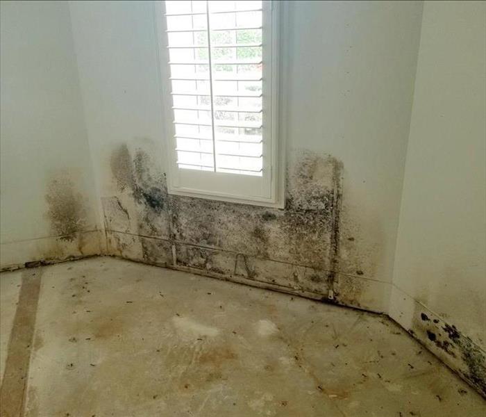 mold damaged walls, no furniture