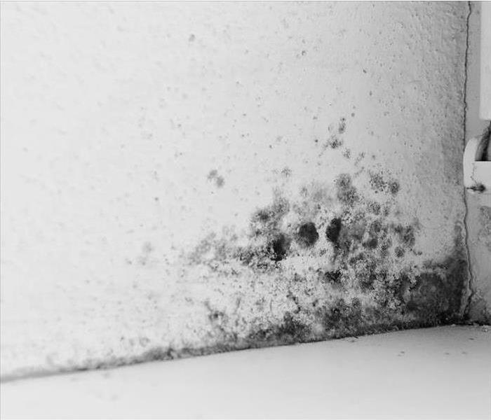 mold growth along wall